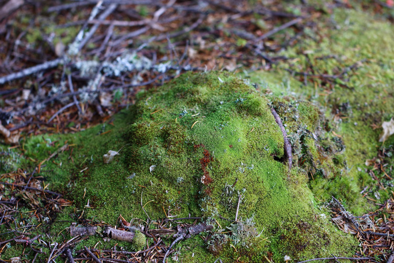Lepidozia reptans